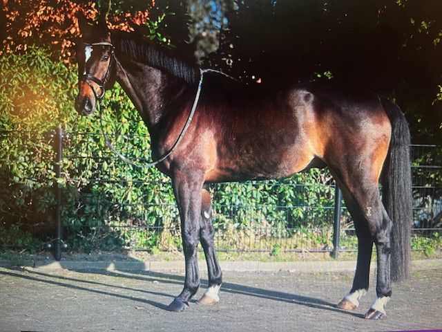 kwpn eventingpaard ruin 5 years old donkerbruin for sale - Photo 2