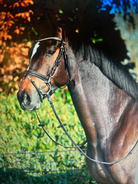 Beautiful and talented eventing prospect.