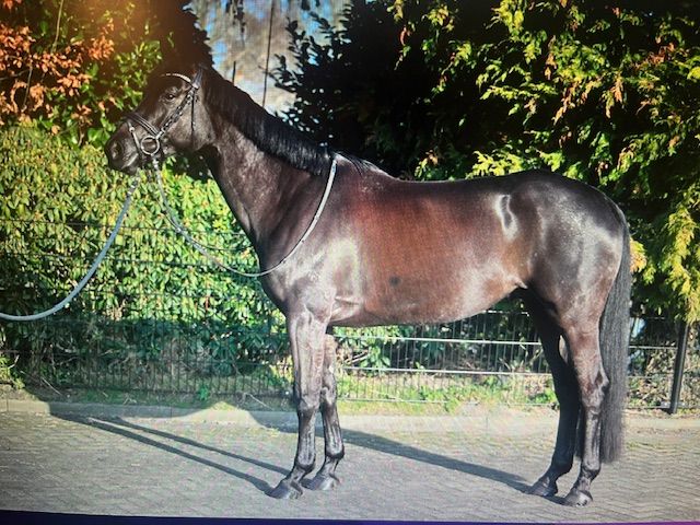 holstein eventingpaard merrie 5 years old zwart for sale - Photo 2