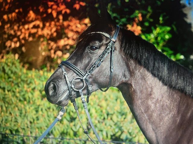 Uncomplicated beautiful mare