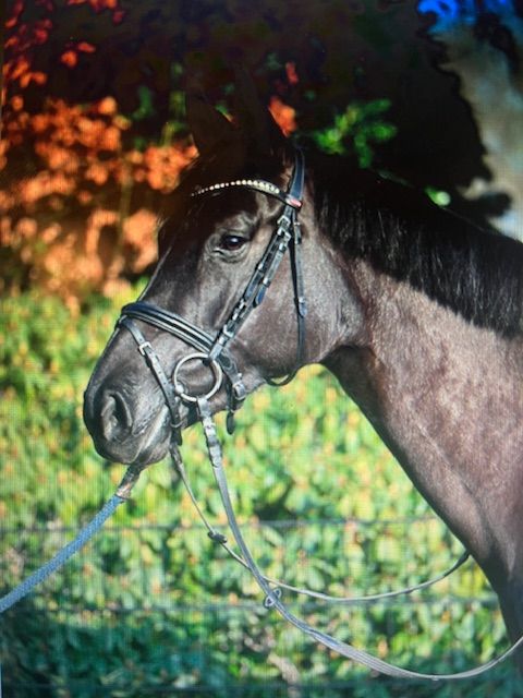 holstein eventingpaard merrie 5 years old zwart for sale - Photo 3