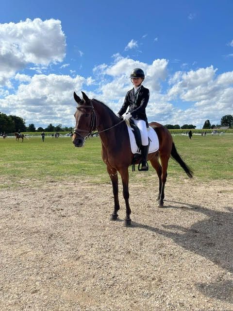 nrps allround-pony ruin 0 jaar bruin te koop - Foto 2