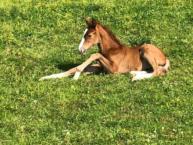 ander paard hengst 7 years old kastanje for sale - Photo 3