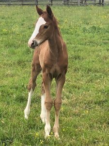 selle-francais paard merrie 7 years old bruin for sale - Photo 2