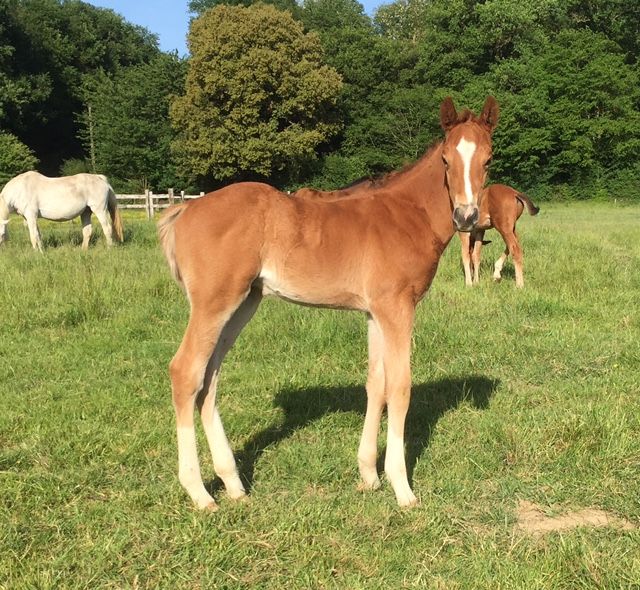 selle-francais paard hengst 9 let vos na prodej - Hlavní foto