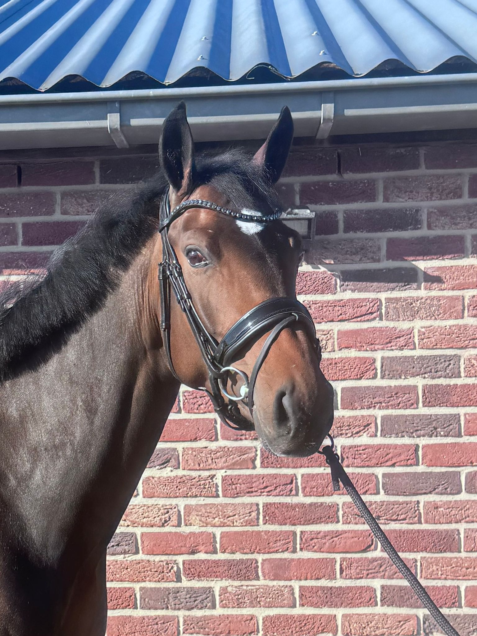 kwpn dressuurpaard merrie 4 years old donkerbruin for sale - Photo 3