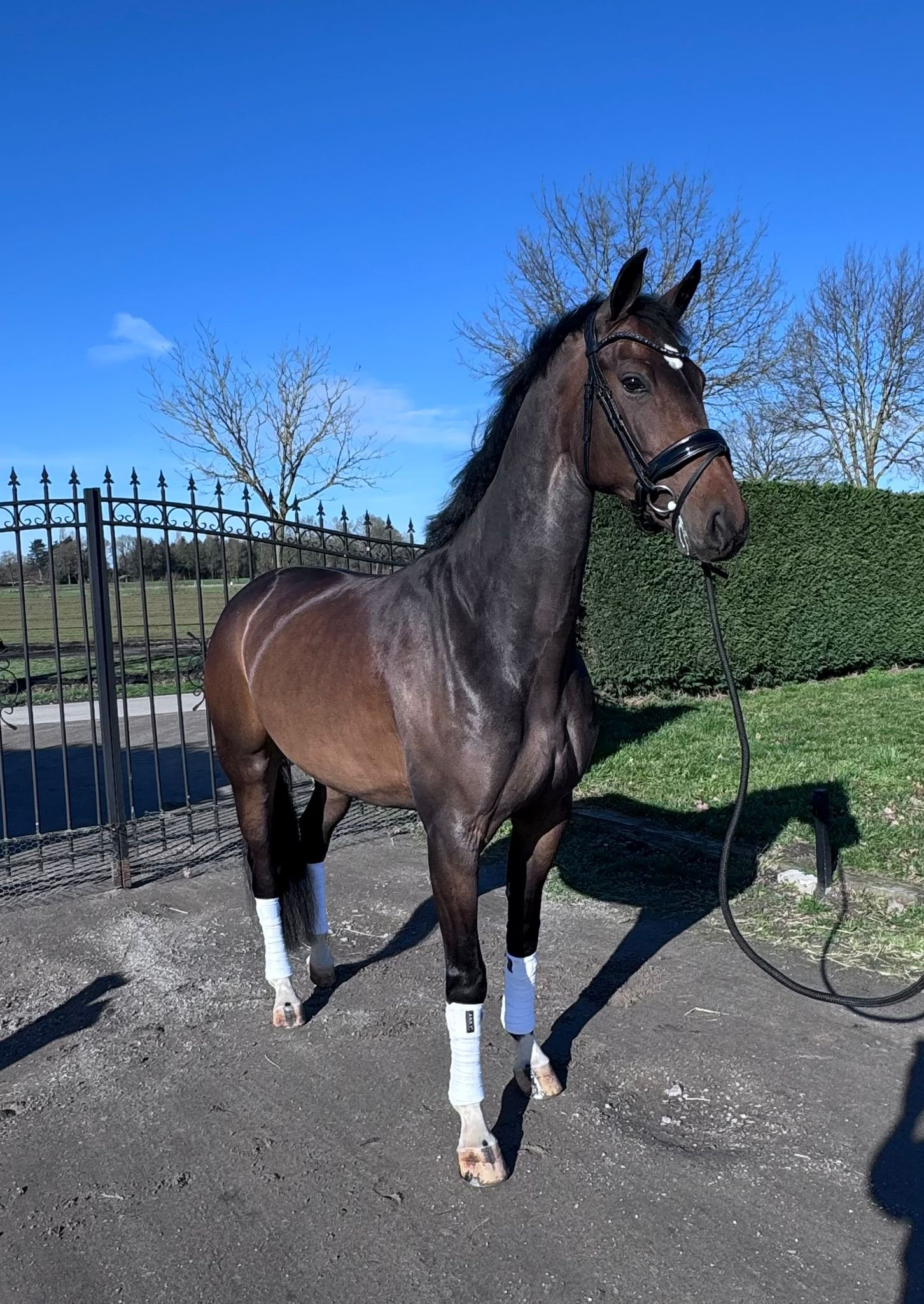 kwpn dressuurpaard merrie 4 years old donkerbruin for sale - Photo 4