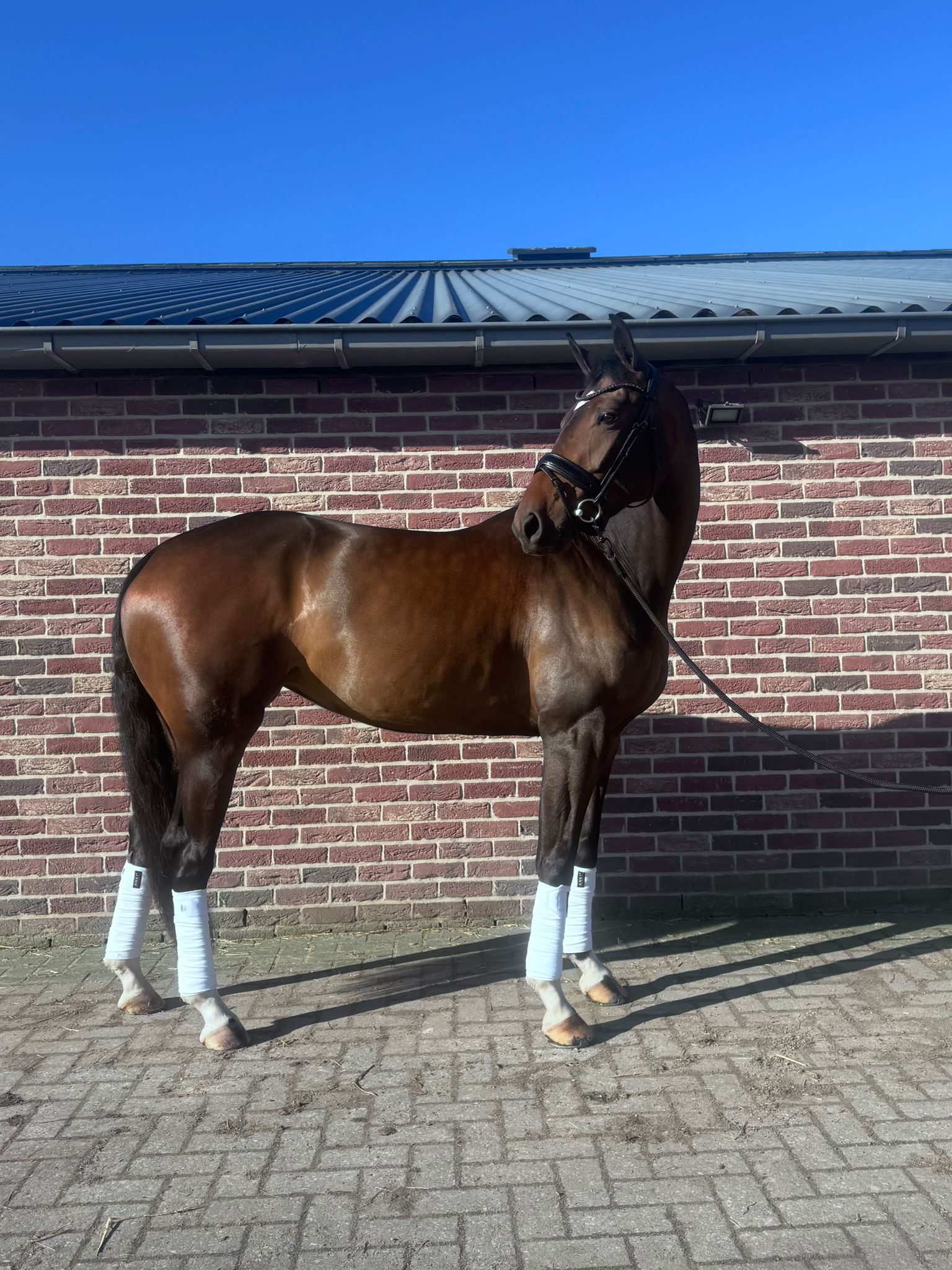 kwpn dressuurpaard merrie 4 years old donkerbruin for sale - Main photo
