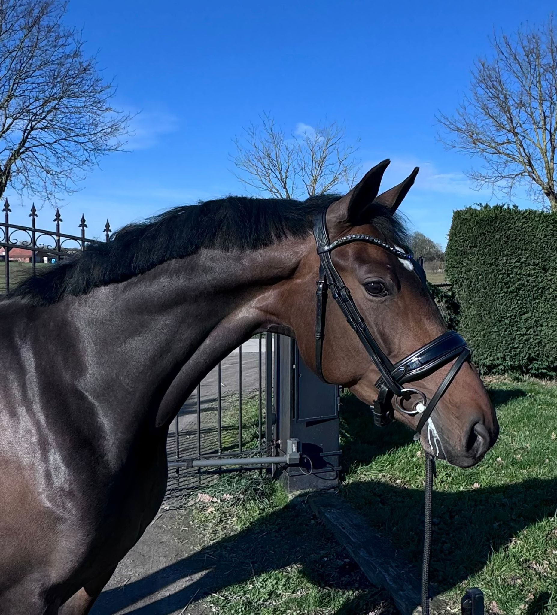 kwpn dressuurpaard merrie 4 years old donkerbruin for sale - Photo 2