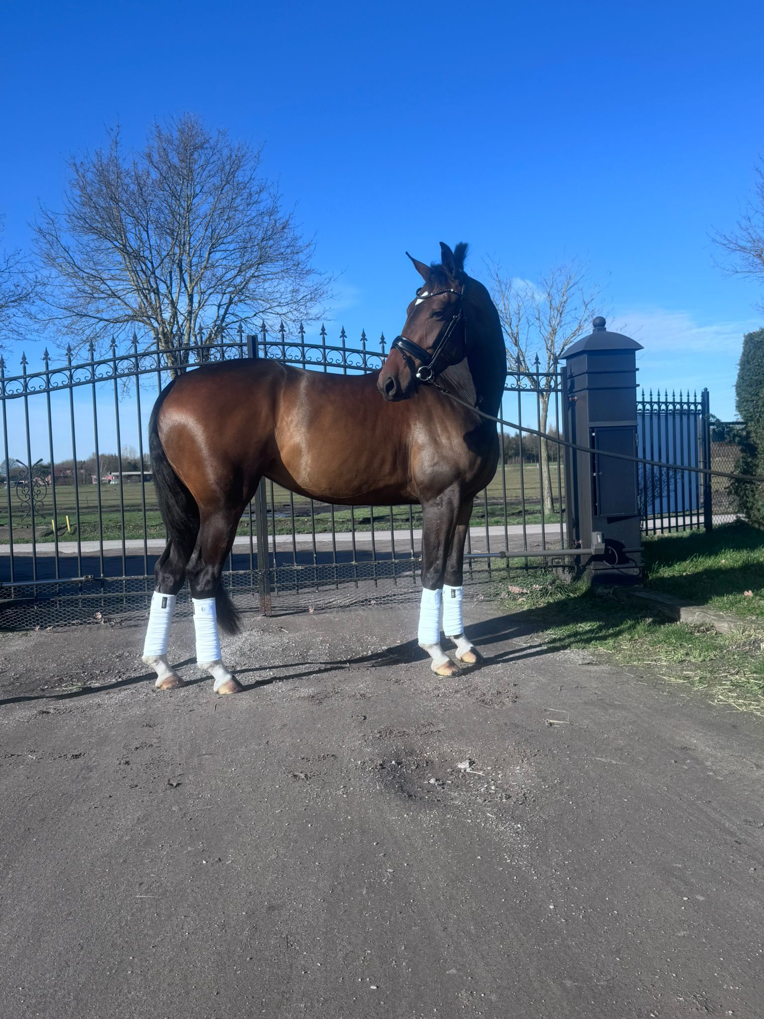kwpn dressuurpaard merrie 4 years old donkerbruin for sale - Photo 5