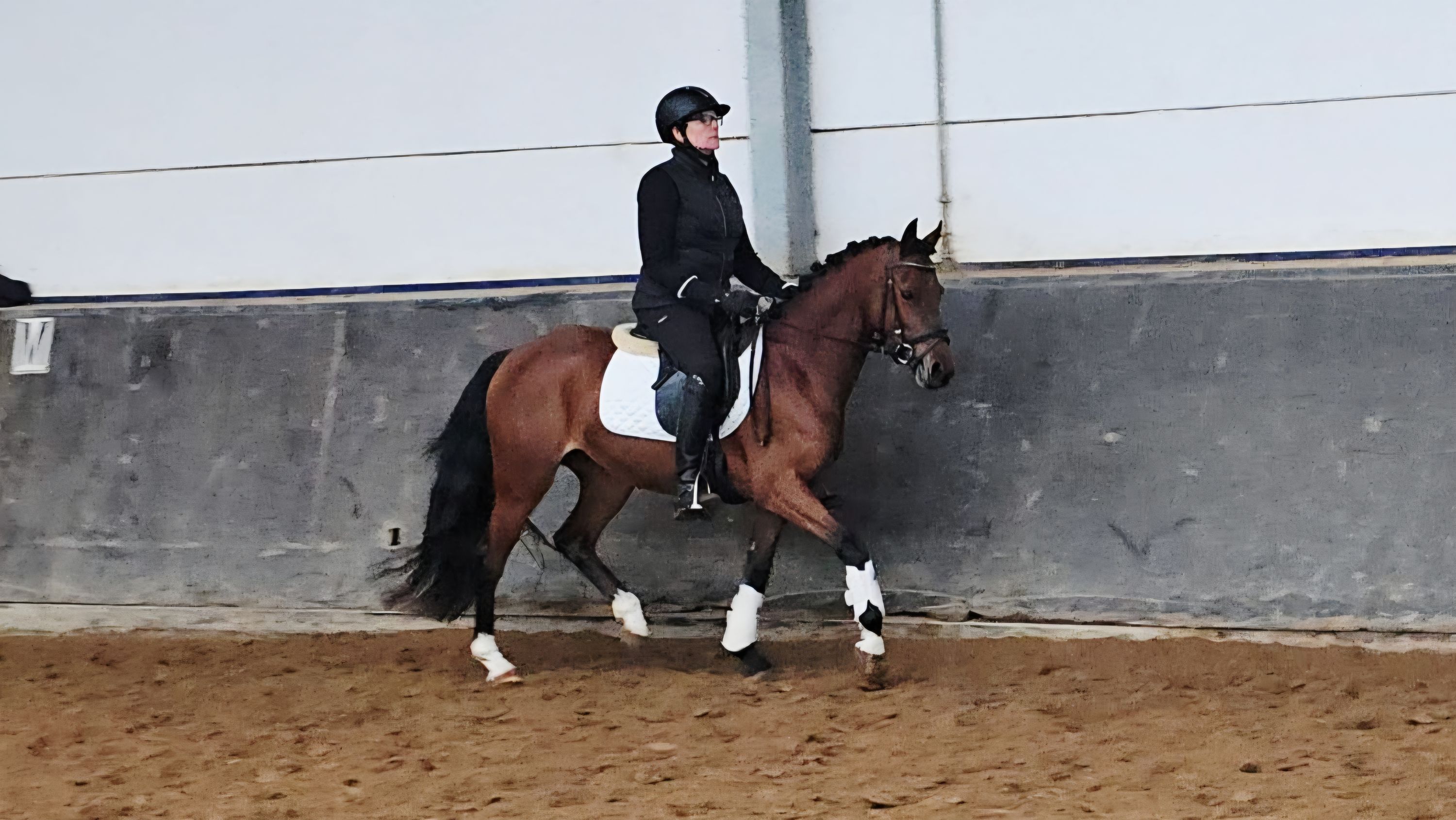 welsh dressuurpony merrie 5 años bruin en venta - Foto 2