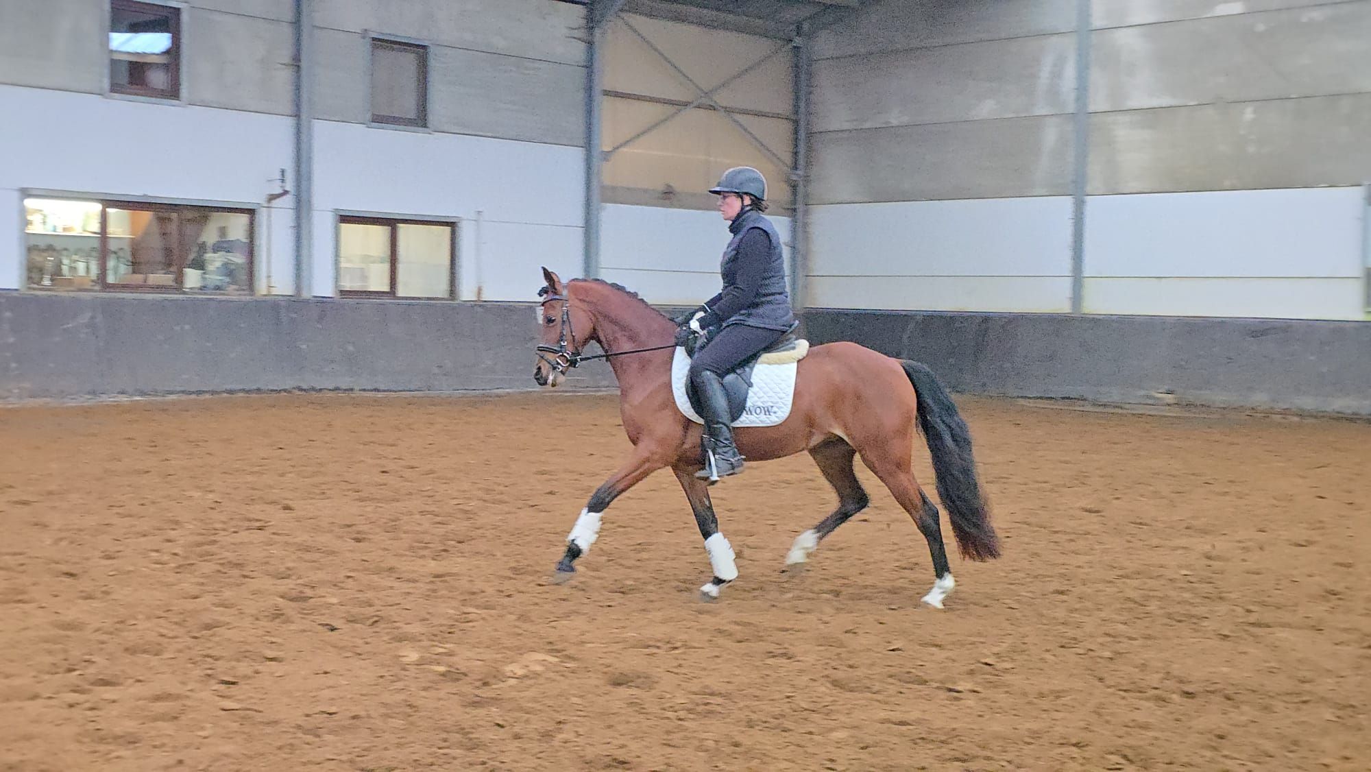 welsh dressuurpony merrie 5 años bruin en venta - Foto 4