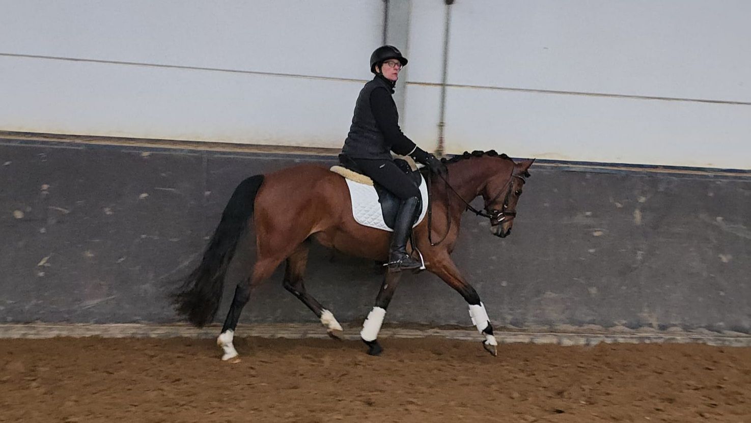 welsh dressuurpony merrie 5 años bruin en venta - Foto 5