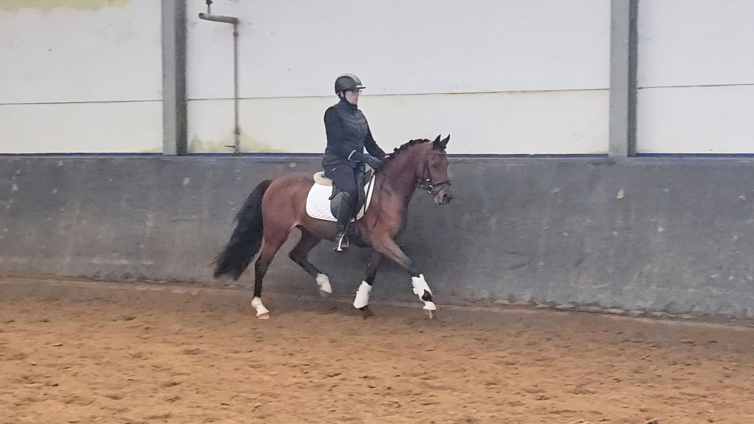 welsh dressuurpony merrie 5 años bruin en venta - Foto 6