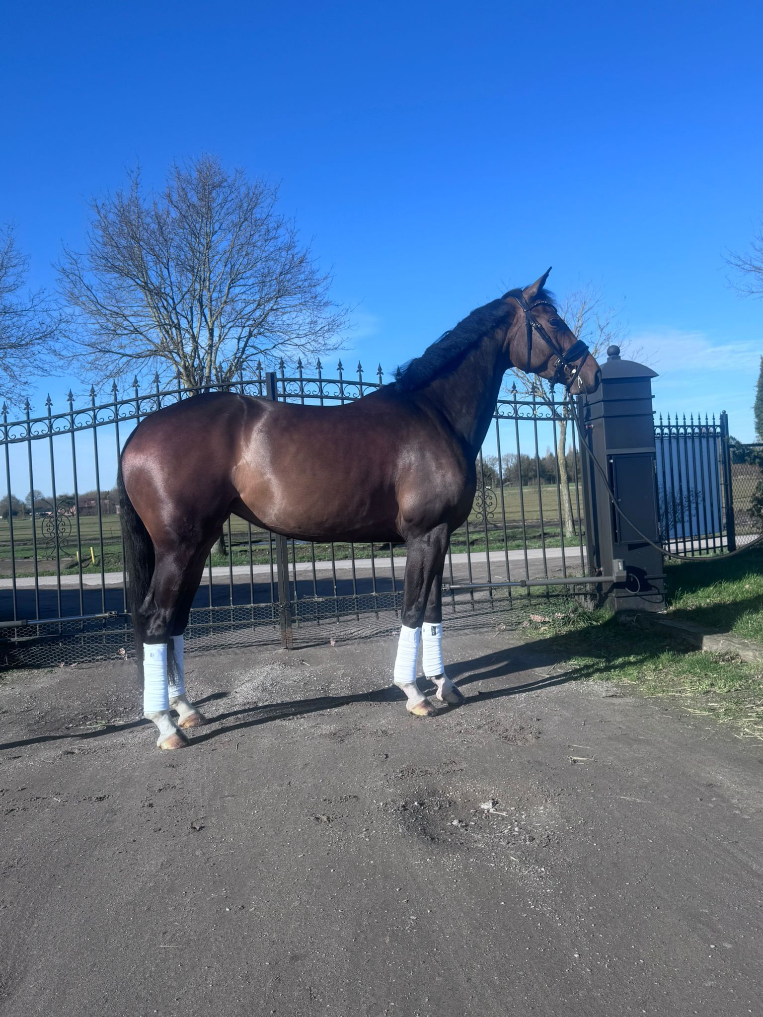 kwpn dressuurpaard merrie 4 years old donkerbruin for sale - Photo 6