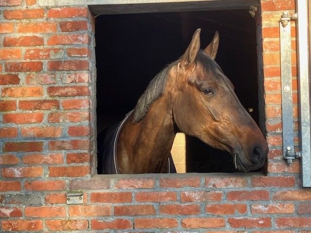 Broodmare in foal to Mosito Van het Hellehof