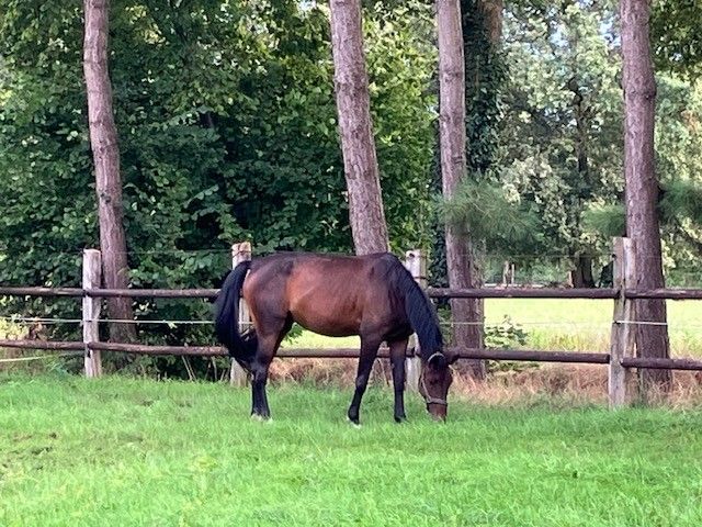 zangersheide fokmerrie merrie 6 years old donkerbruin for sale - Photo 2