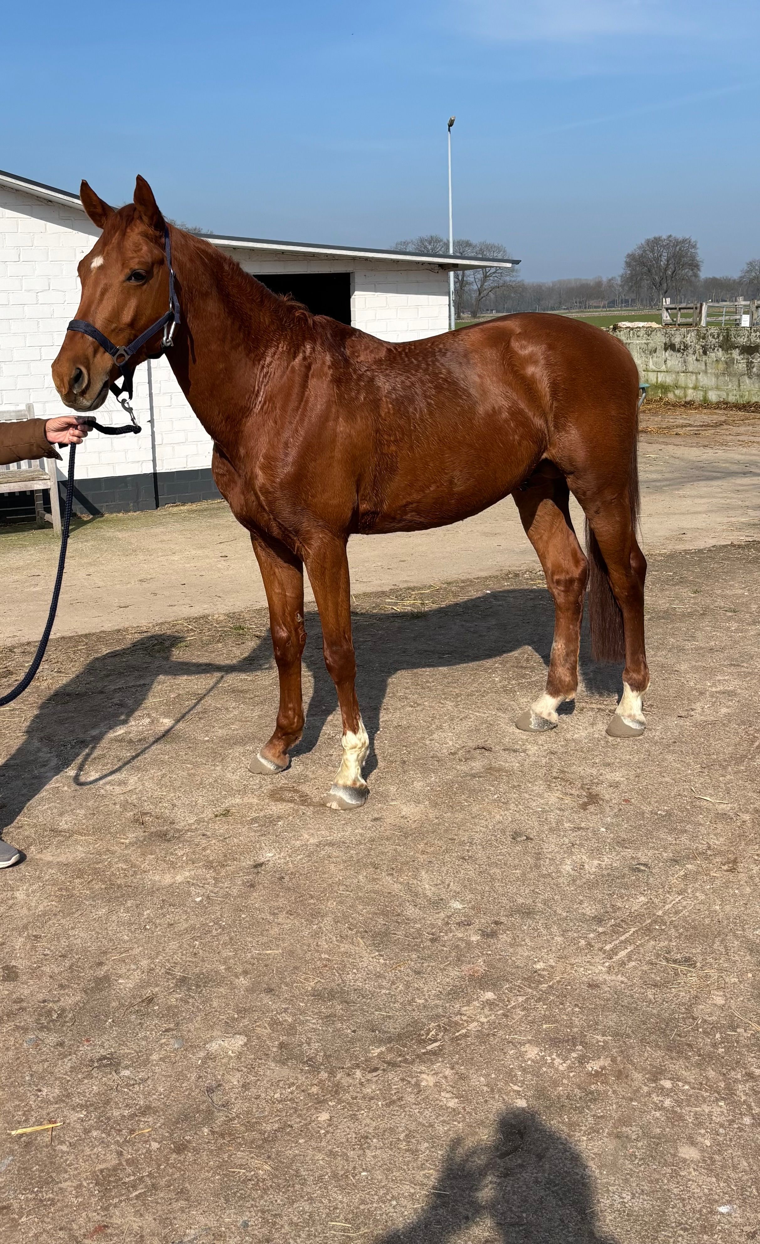 7-letni, wysokiej klasy E-pony