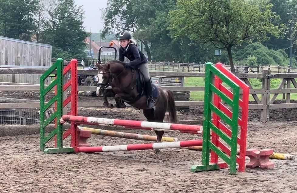 Talentueux poney B à vendre