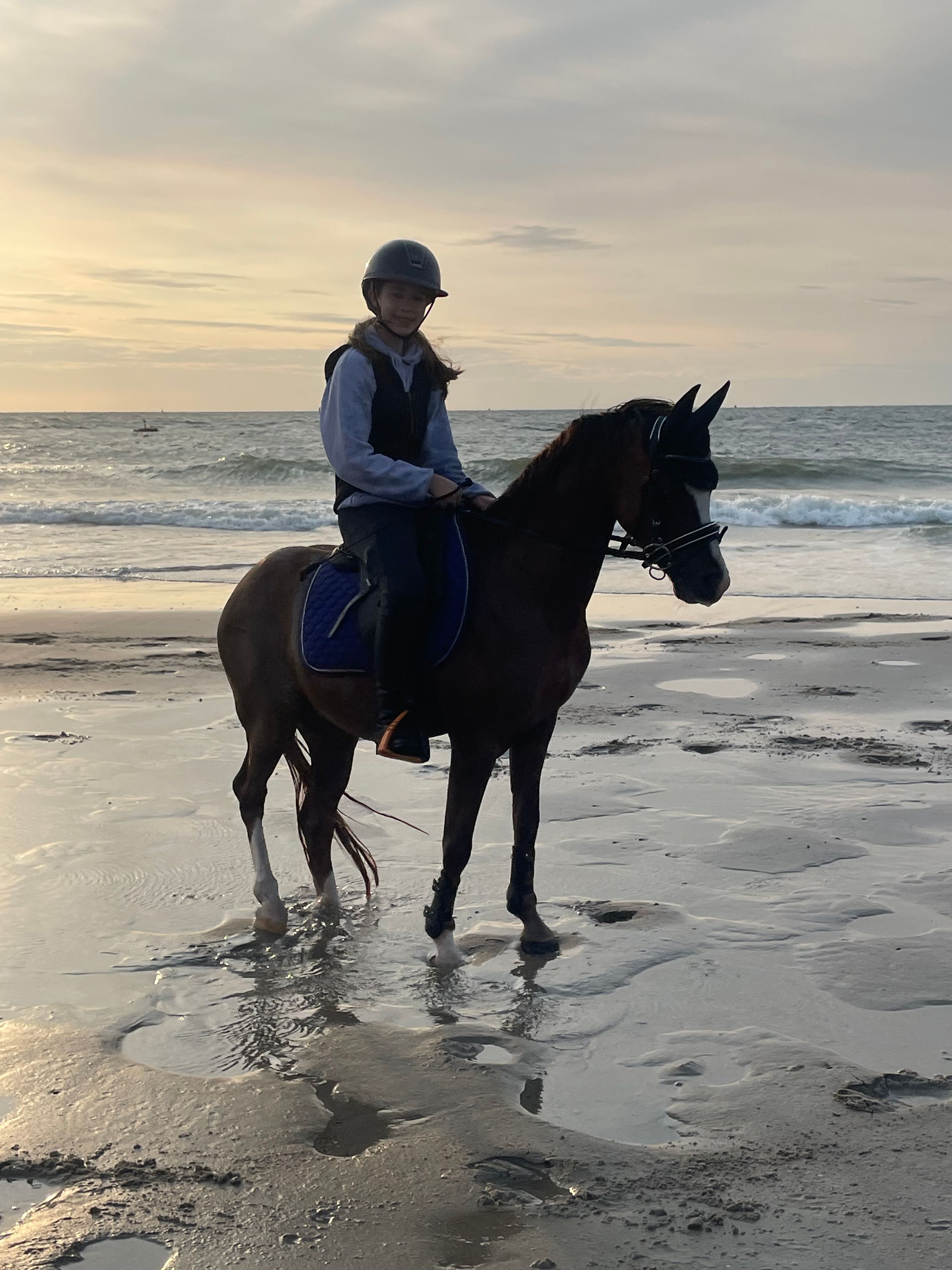 welsh-cob springpony ruin 7 Jahre alt donkerbruin zu verkaufen - Foto 3