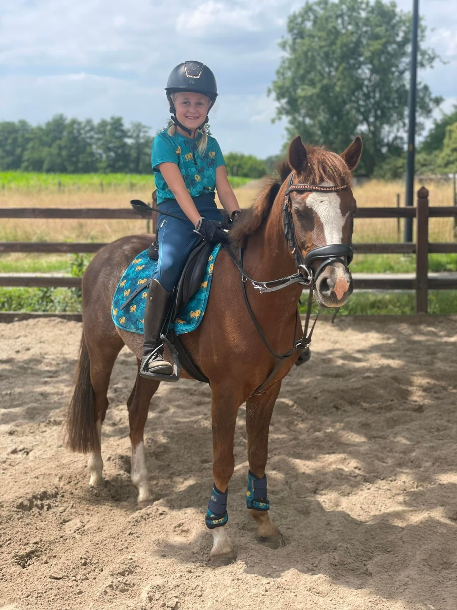 welsh-cob springpony ruin 7 Jahre alt donkerbruin zu verkaufen - Foto 5