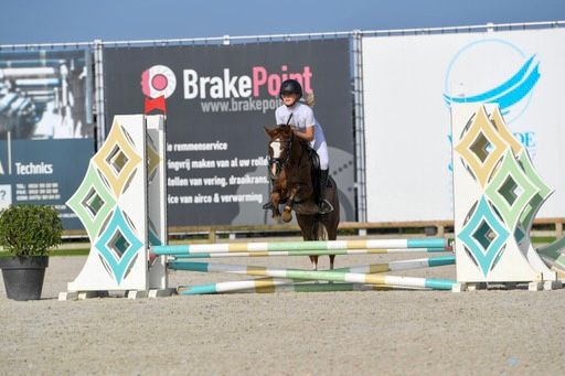 welsh-cob springpony ruin 7 Jahre alt donkerbruin zu verkaufen - Foto 2