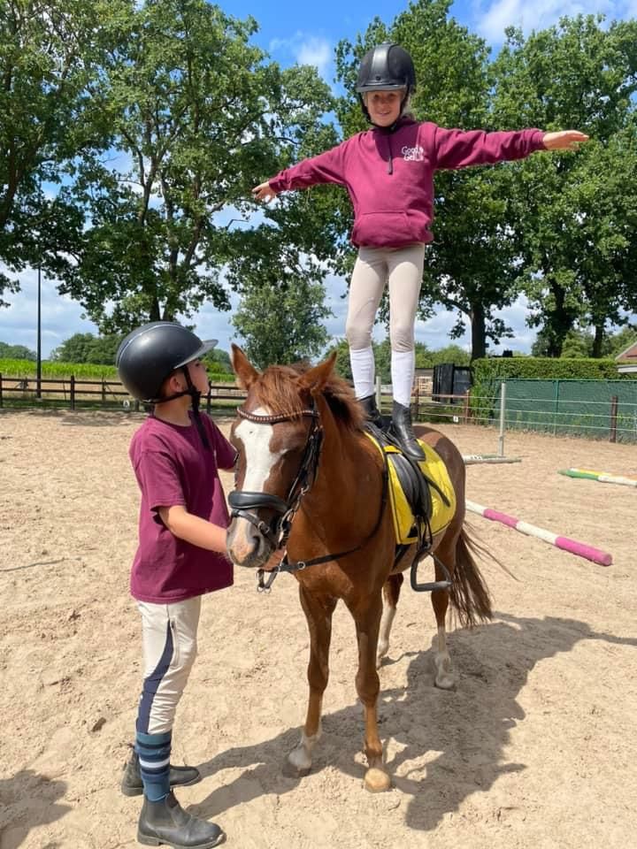 welsh-cob springpony ruin 7 Jahre alt donkerbruin zu verkaufen - Foto 6