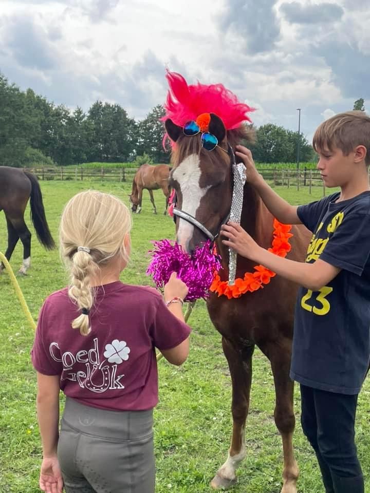 welsh-cob springpony ruin 7 Jahre alt donkerbruin zu verkaufen - Foto 4