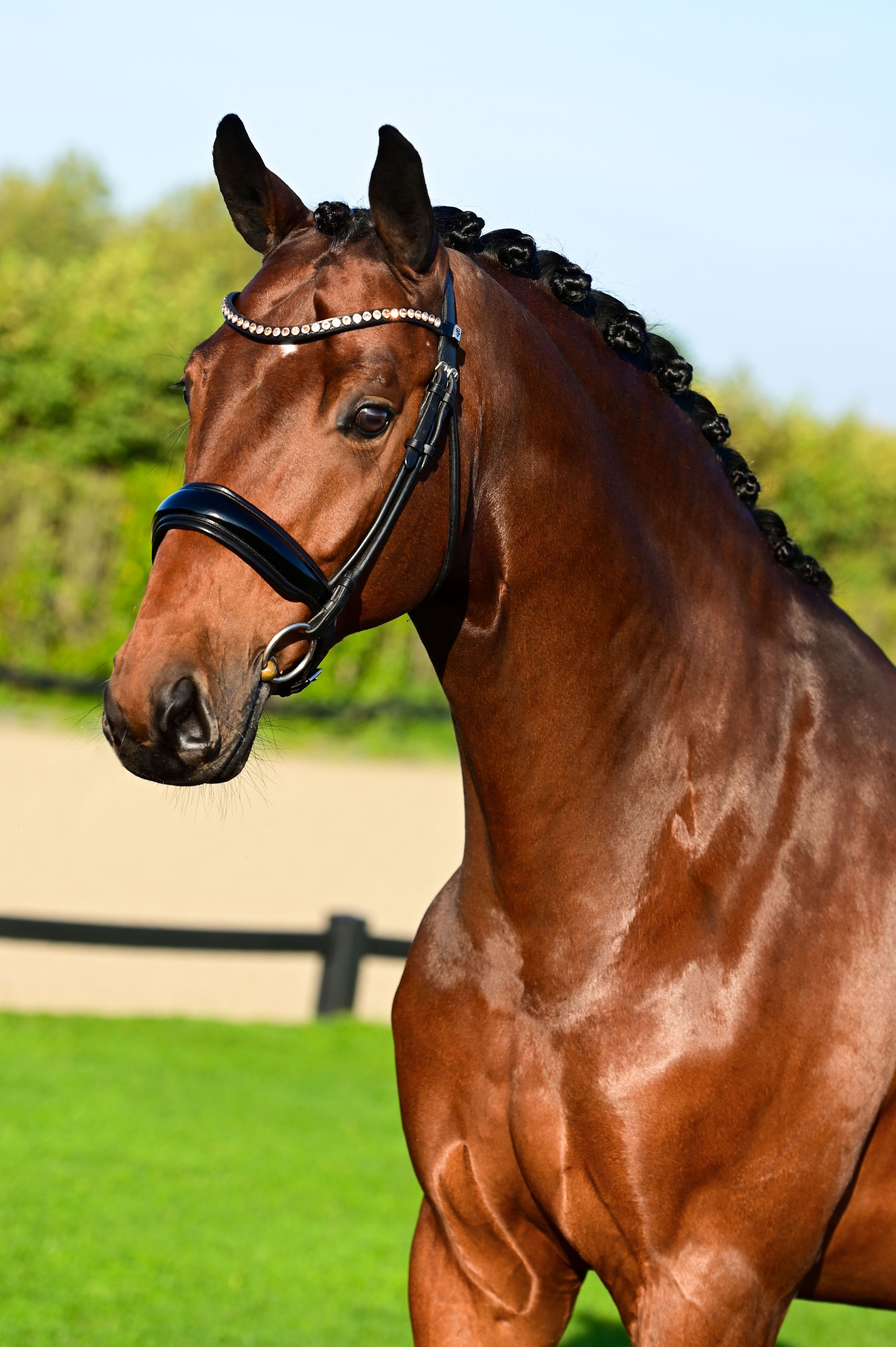 kwpn dressuurpaard ruin 10 jaar bruin te koop - Foto 3