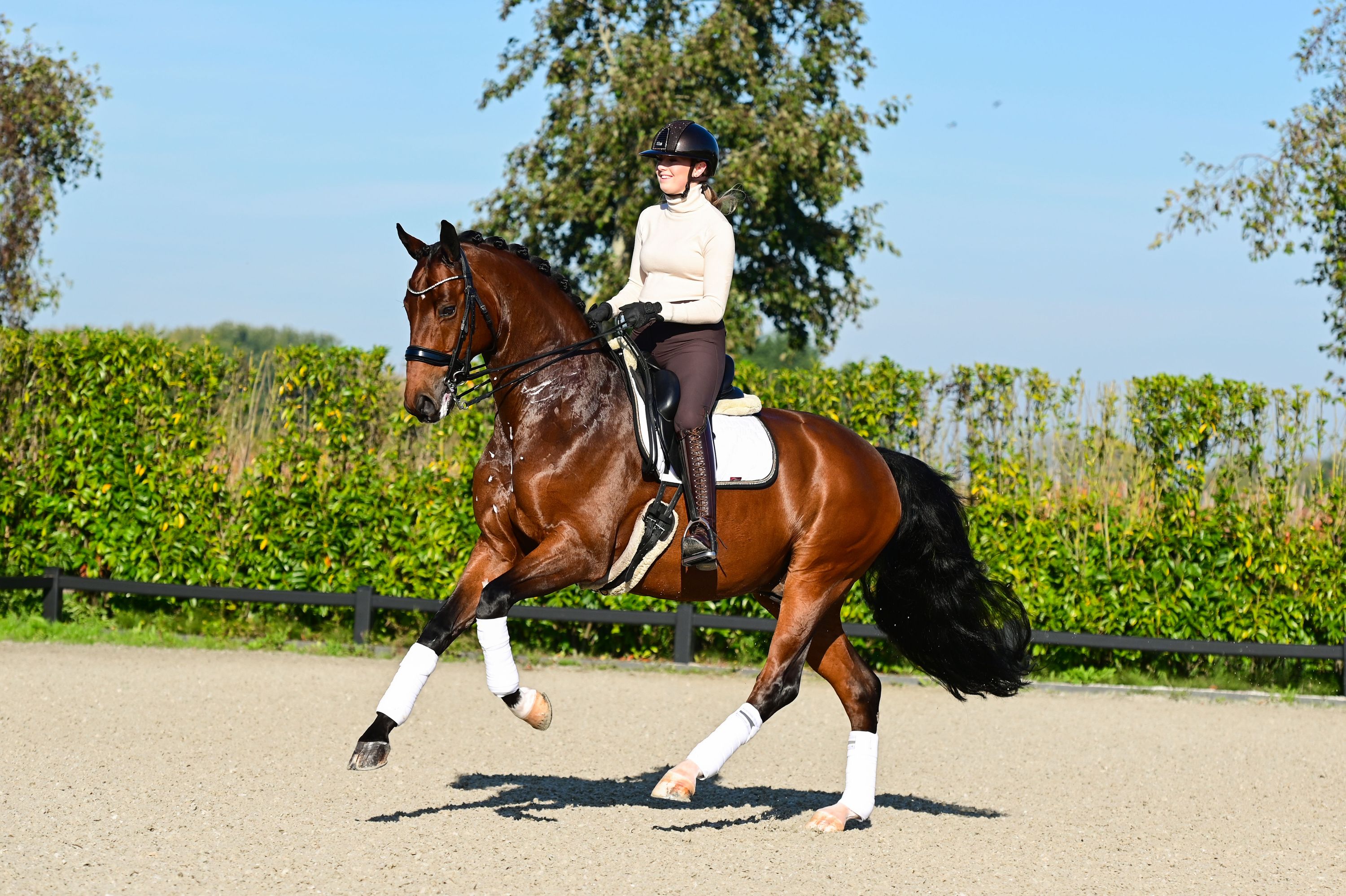 kwpn dressuurpaard ruin 10 jaar bruin te koop - Foto 2