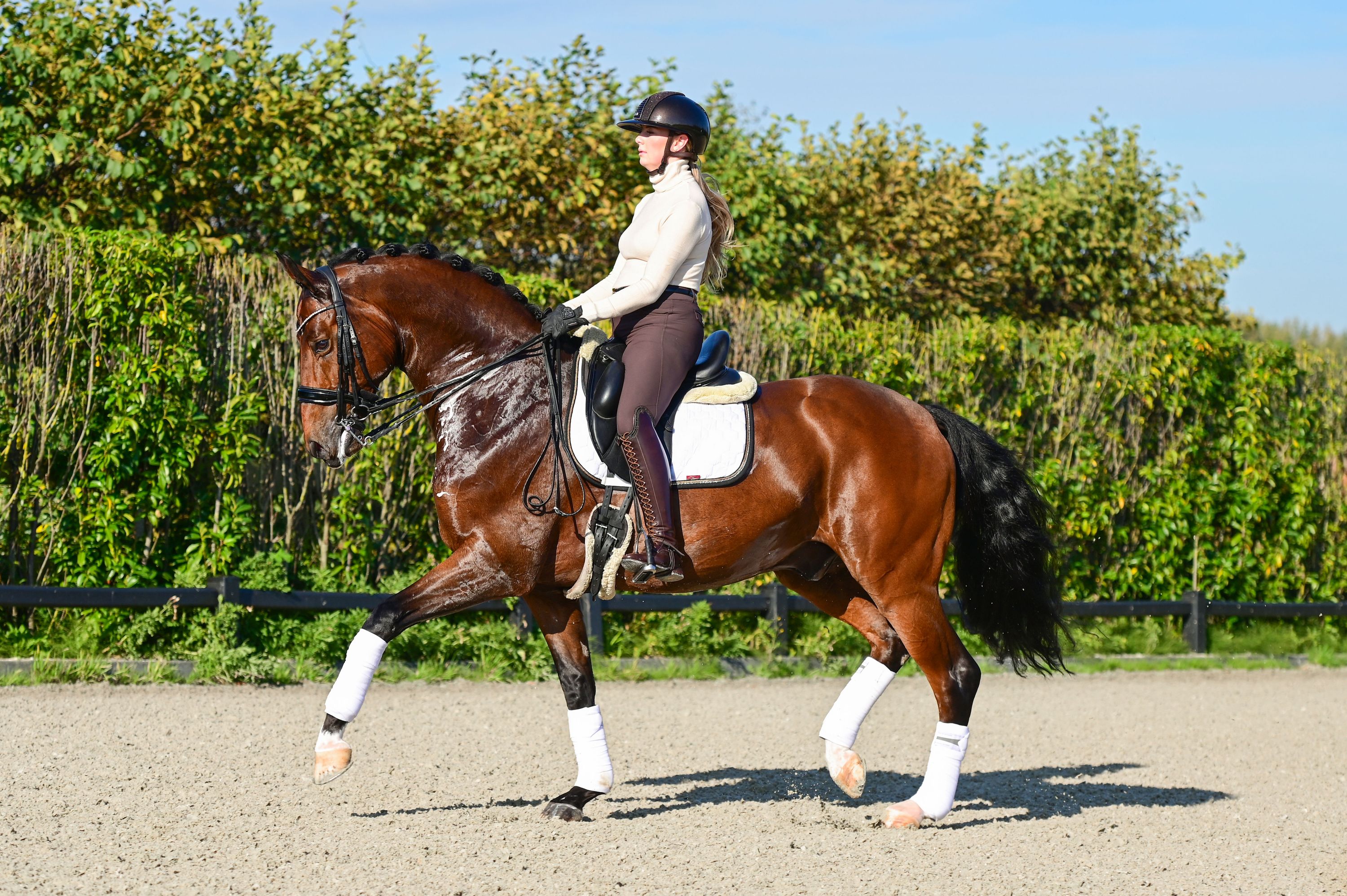 kwpn dressuurpaard ruin 10 jaar bruin te koop - Foto 4