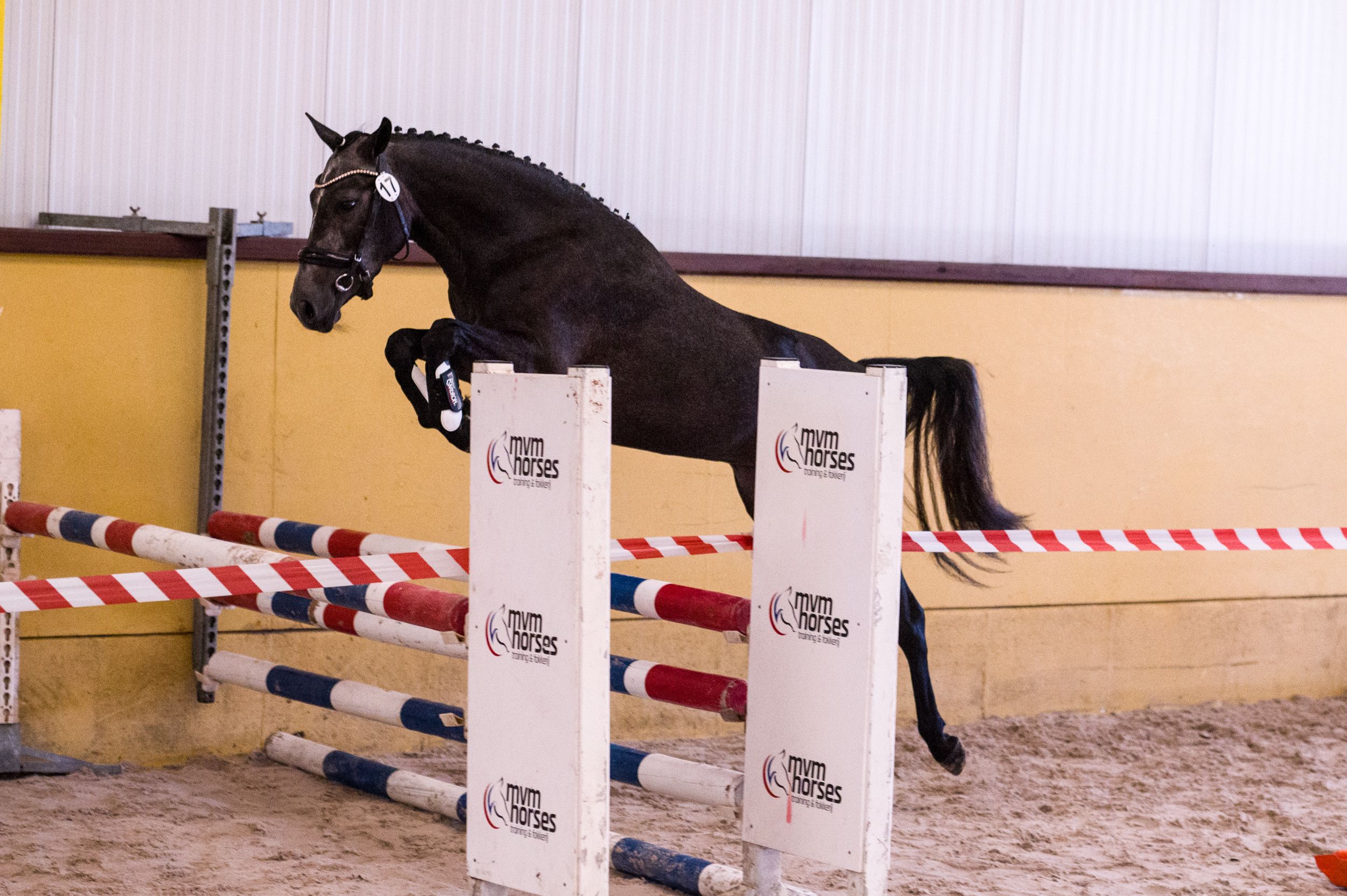 new-forest springpony merrie 4 let schimmel na prodej - Foto 4