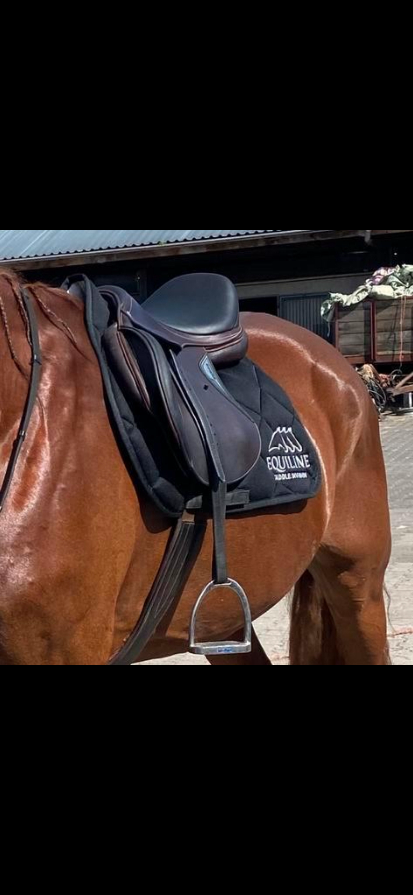 NEW Equiline jumping saddle - Photo 2