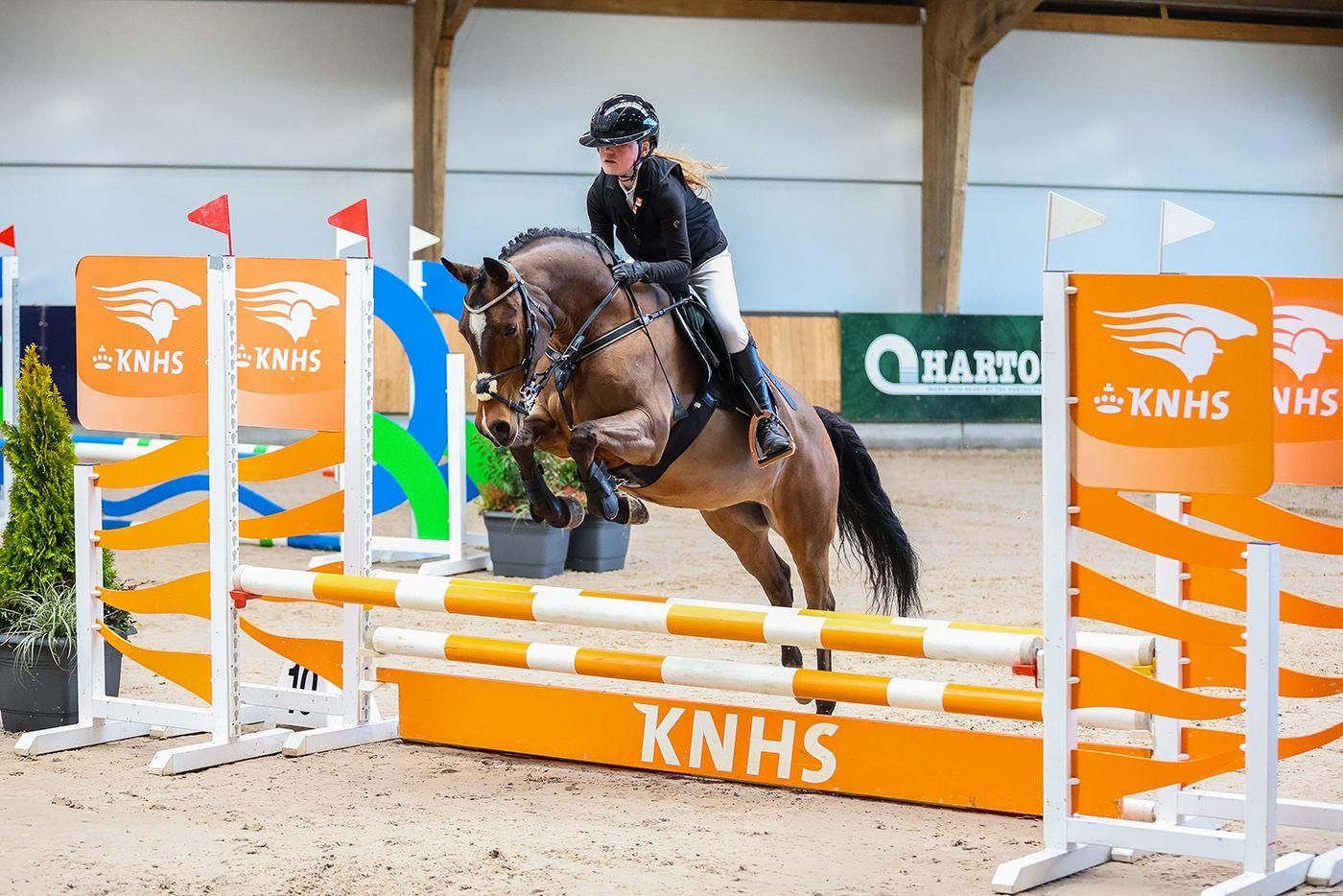 nrps springpony ruin 8 years old bruin for sale - Photo 2