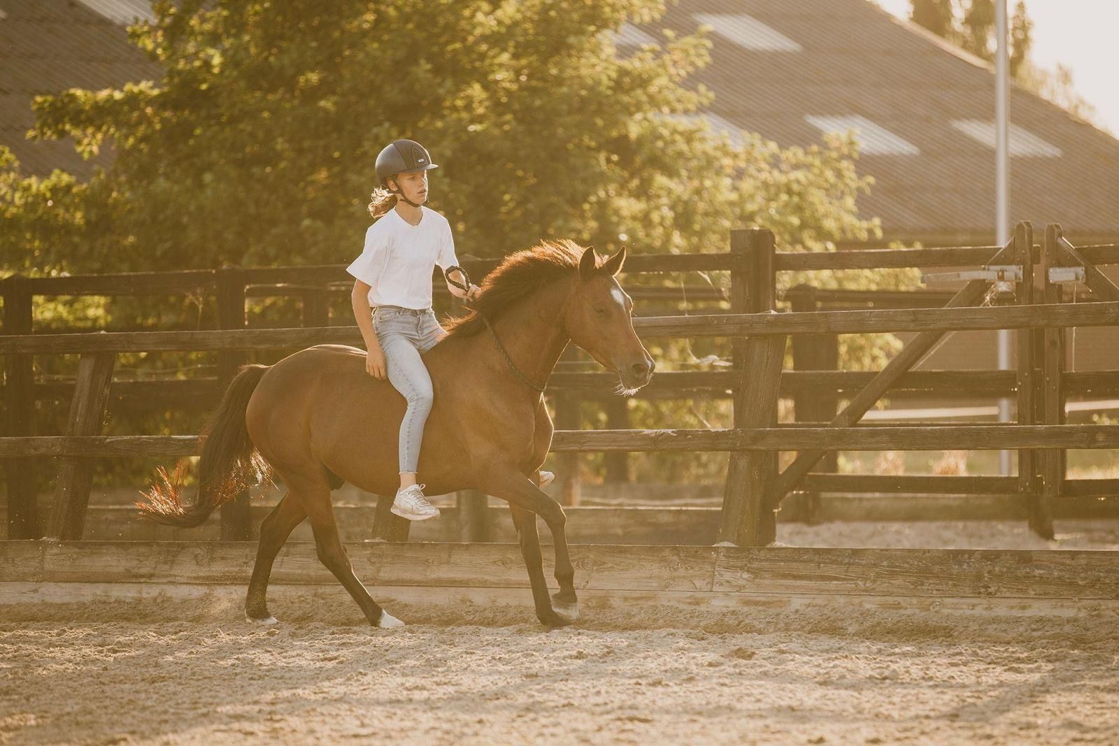nrps springpony ruin 8 years old bruin for sale - Photo 4