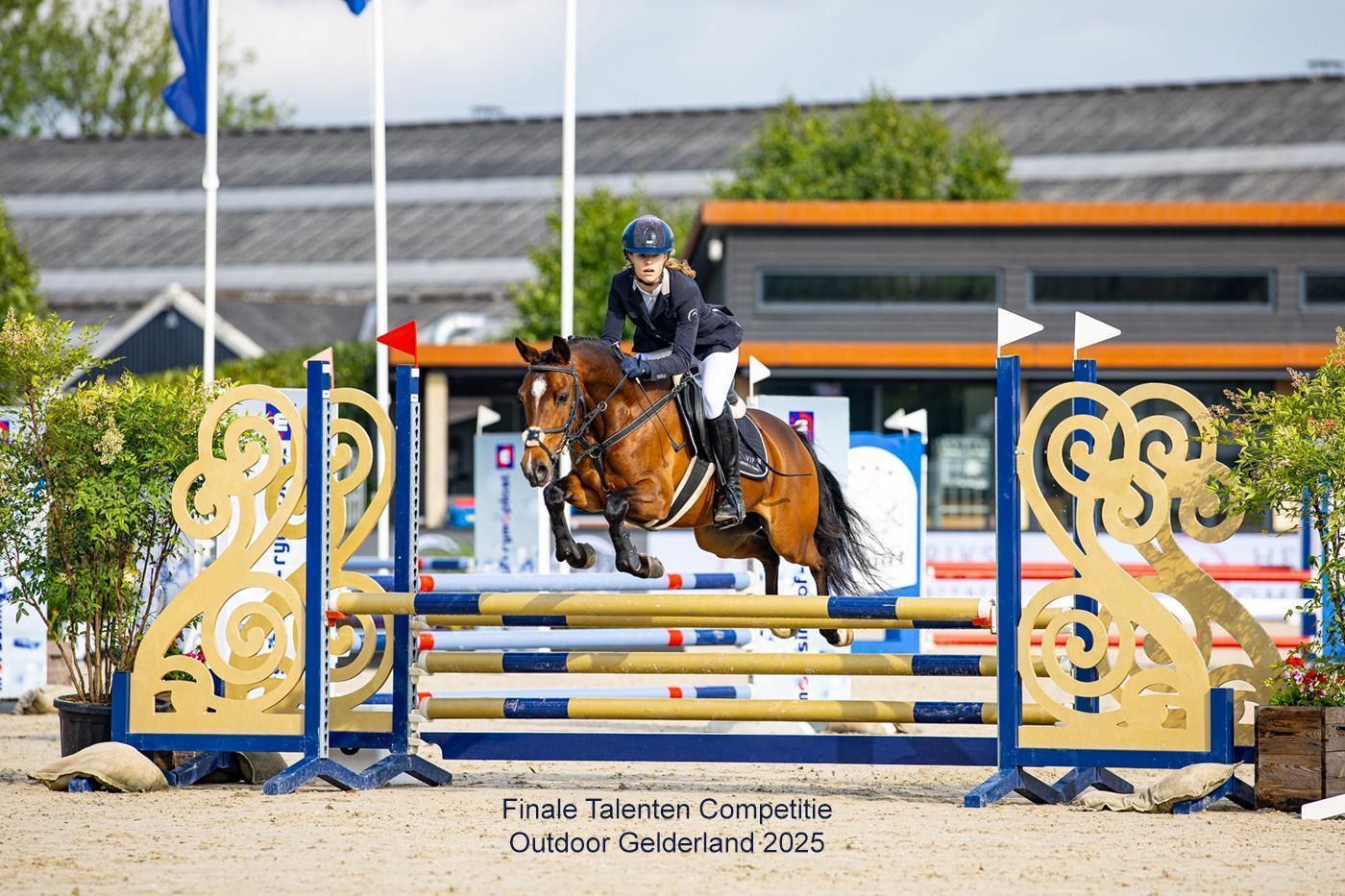 nrps springpony ruin 8 years old bruin for sale - Photo 3