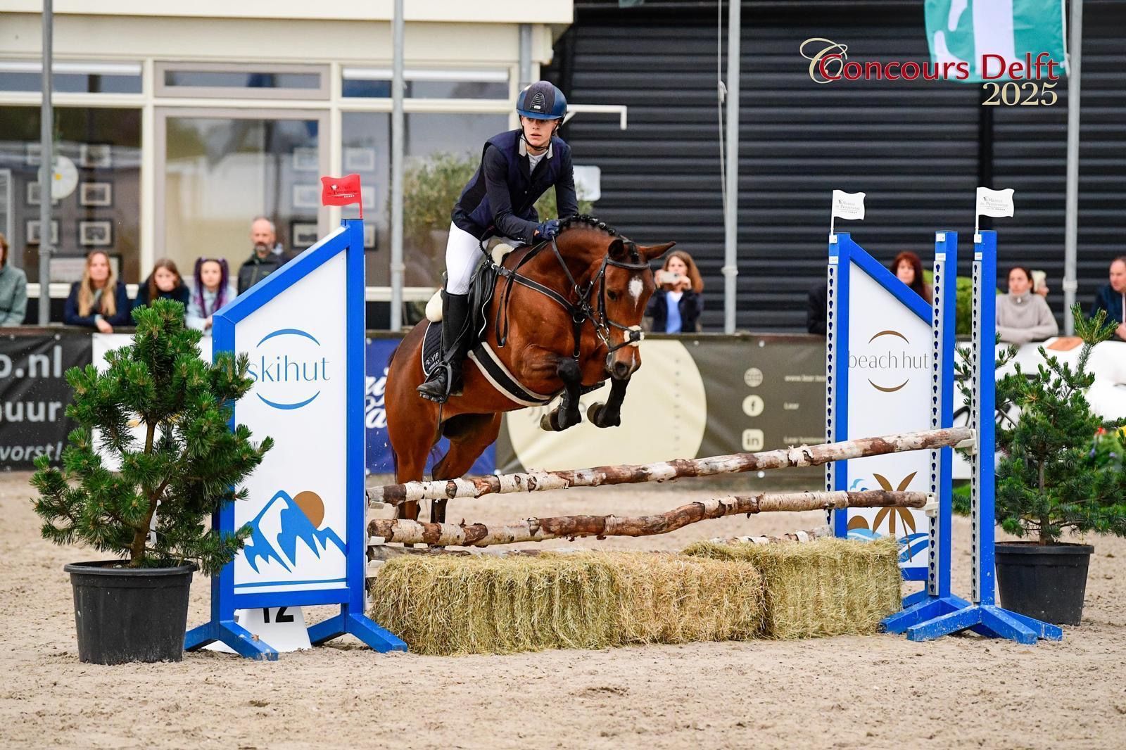 nrps springpony ruin 8 years old bruin for sale - Photo 6
