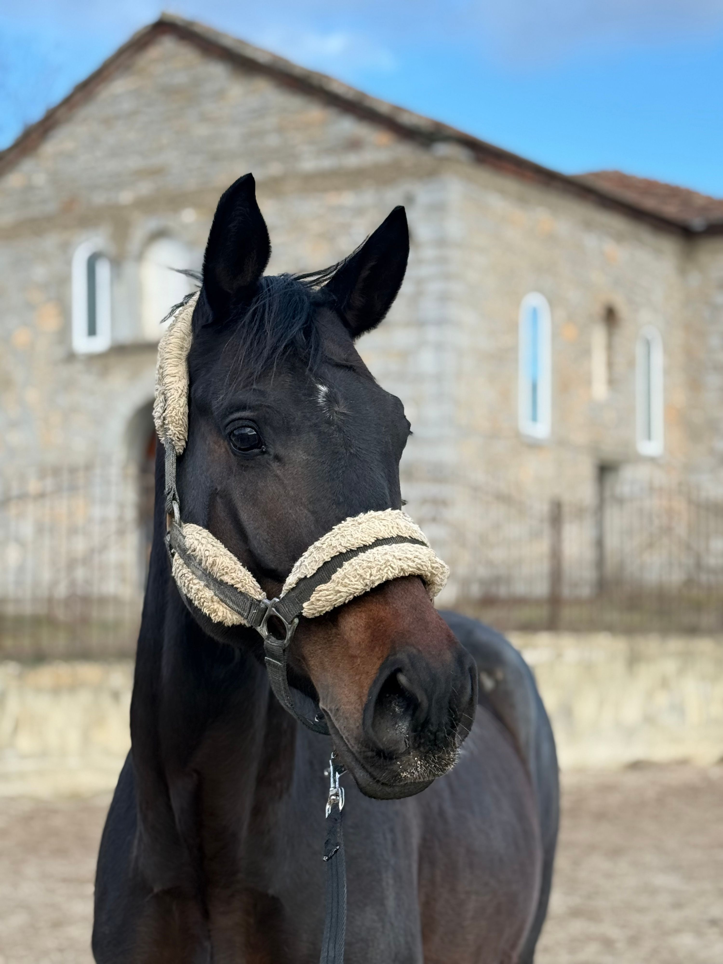Very handsome and well-behaved Trakehner gelding for sale