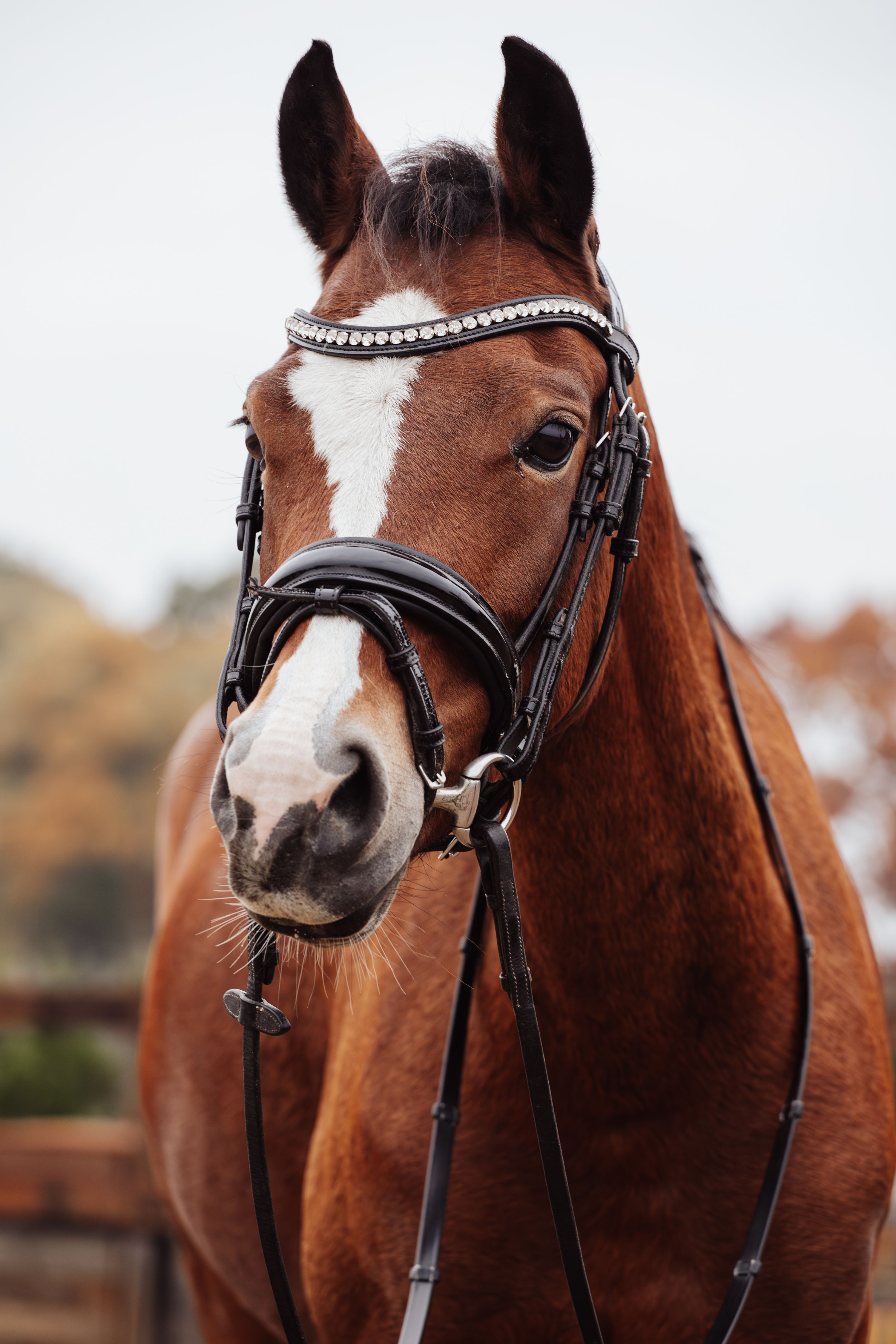 Adorable ponette C (grande taille), polyvalente et volontaire