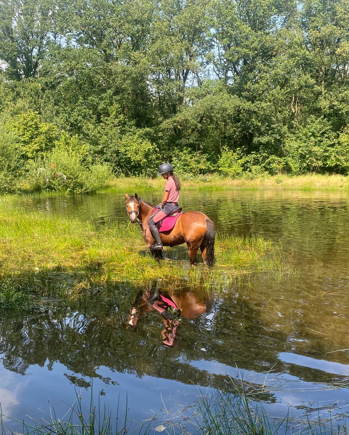 welsh allround-pony merrie 9 lat kastanje na sprzedaż - Zdjęcie 5