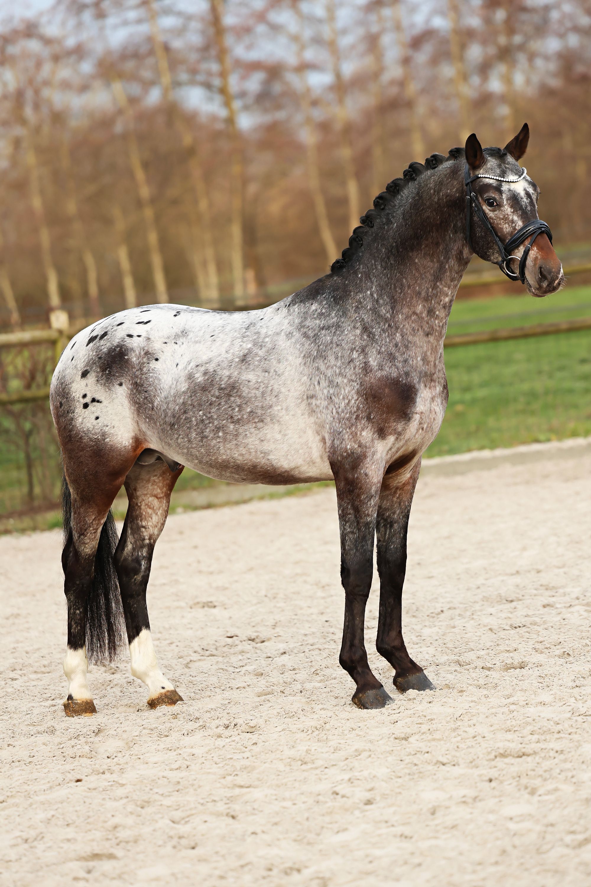 nrps dressuurpaard ruin 6 years old andere-kleur for sale - Photo 3