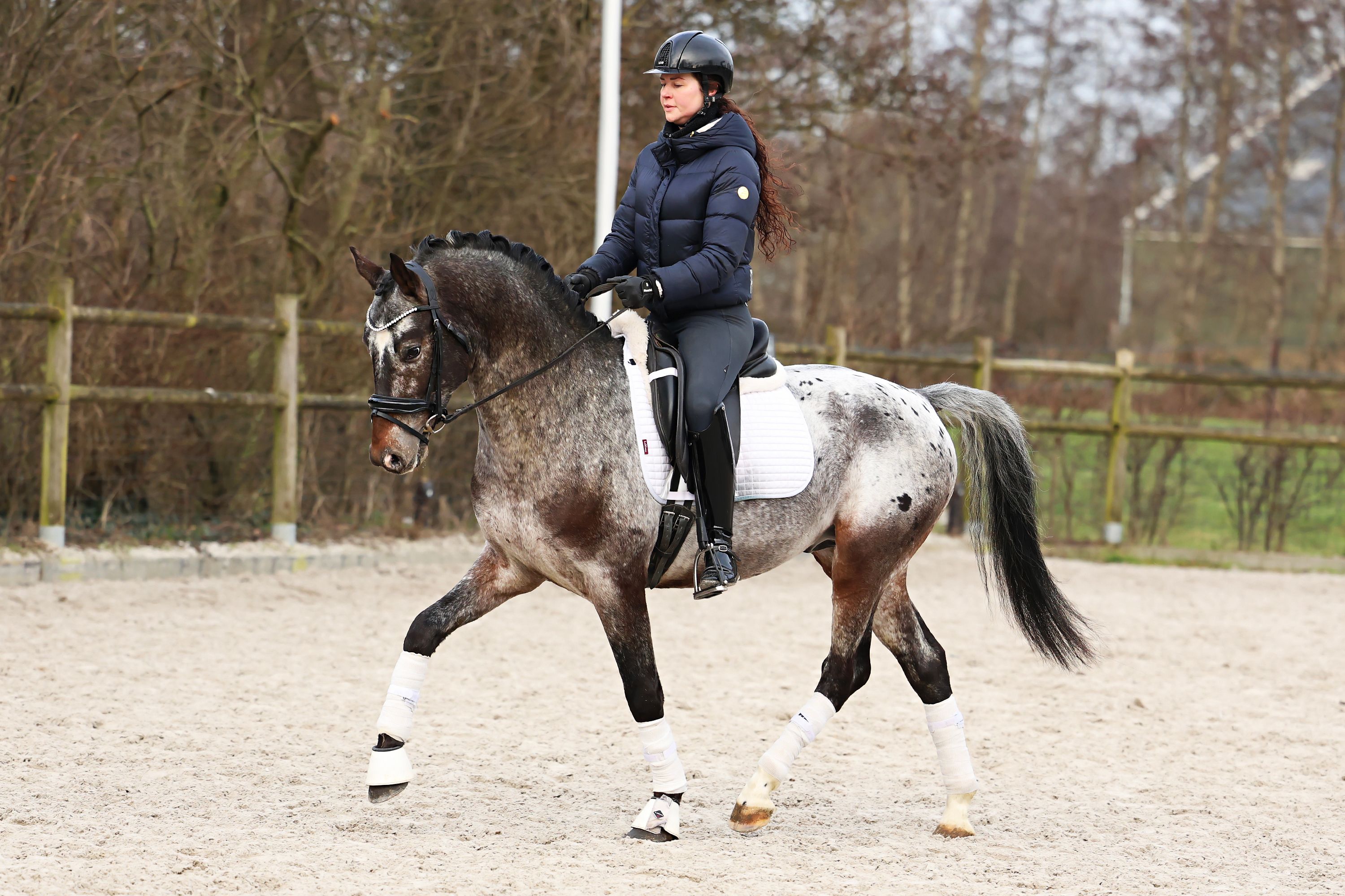 6-year-old appaloosa gelding