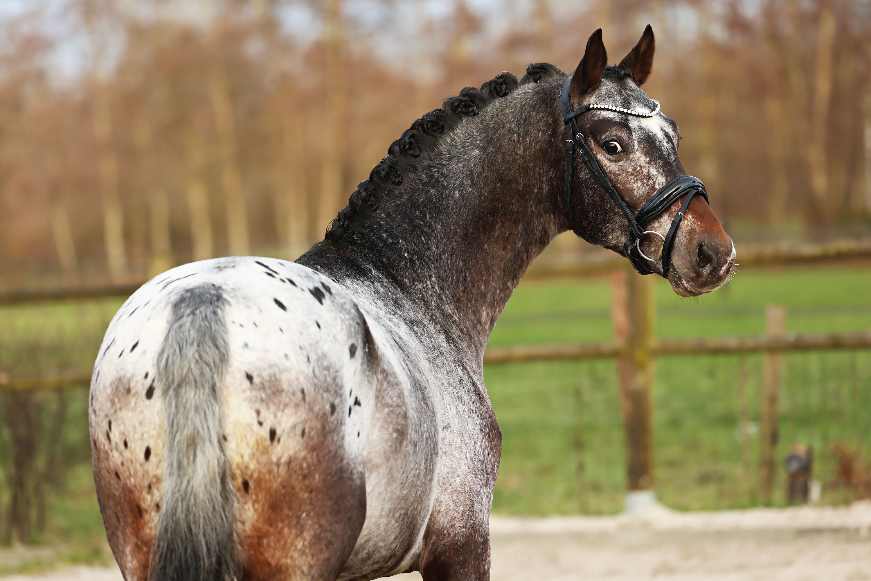 nrps dressuurpaard ruin 6 years old andere-kleur for sale - Photo 4