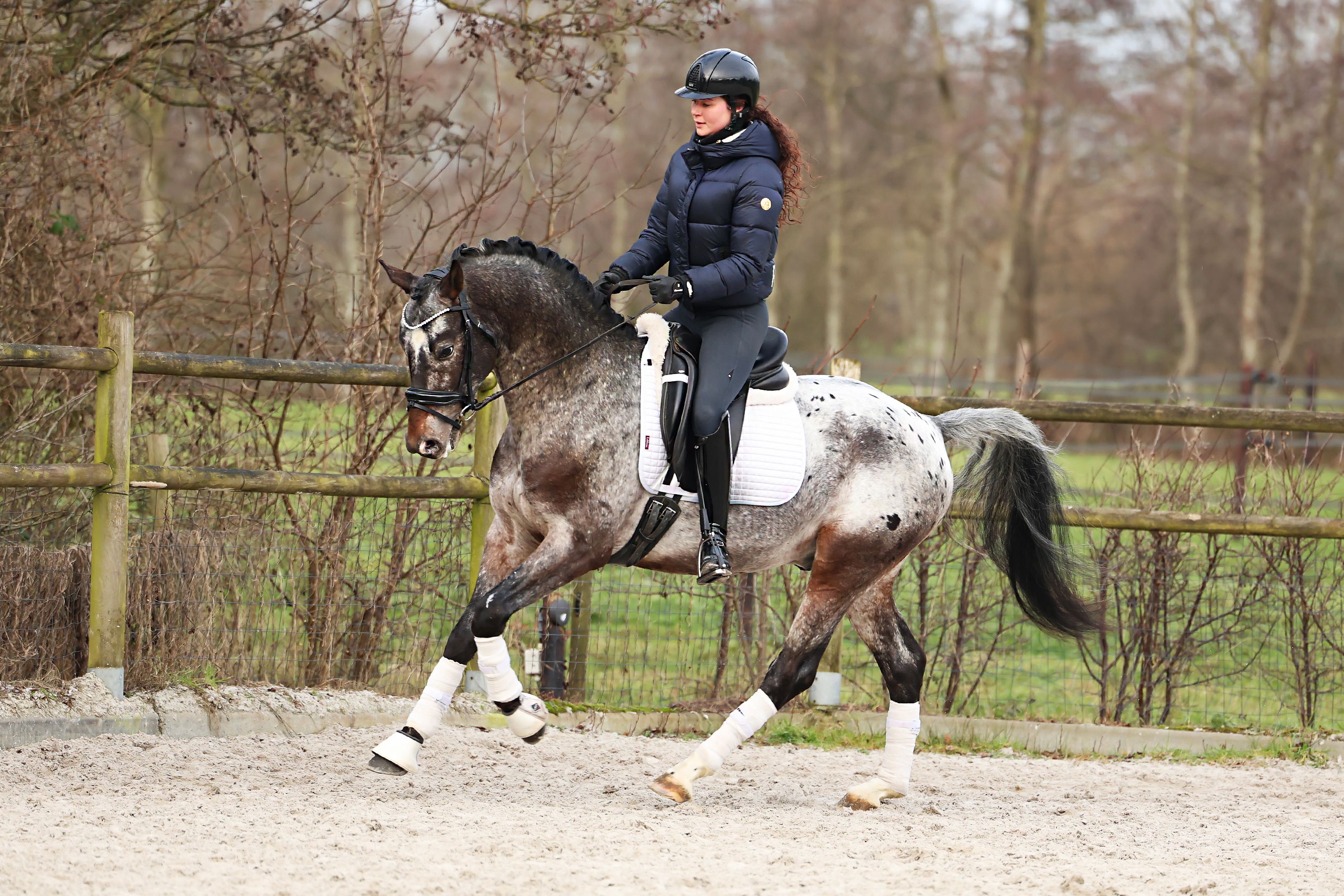 nrps dressuurpaard ruin 6 years old andere-kleur for sale - Photo 2