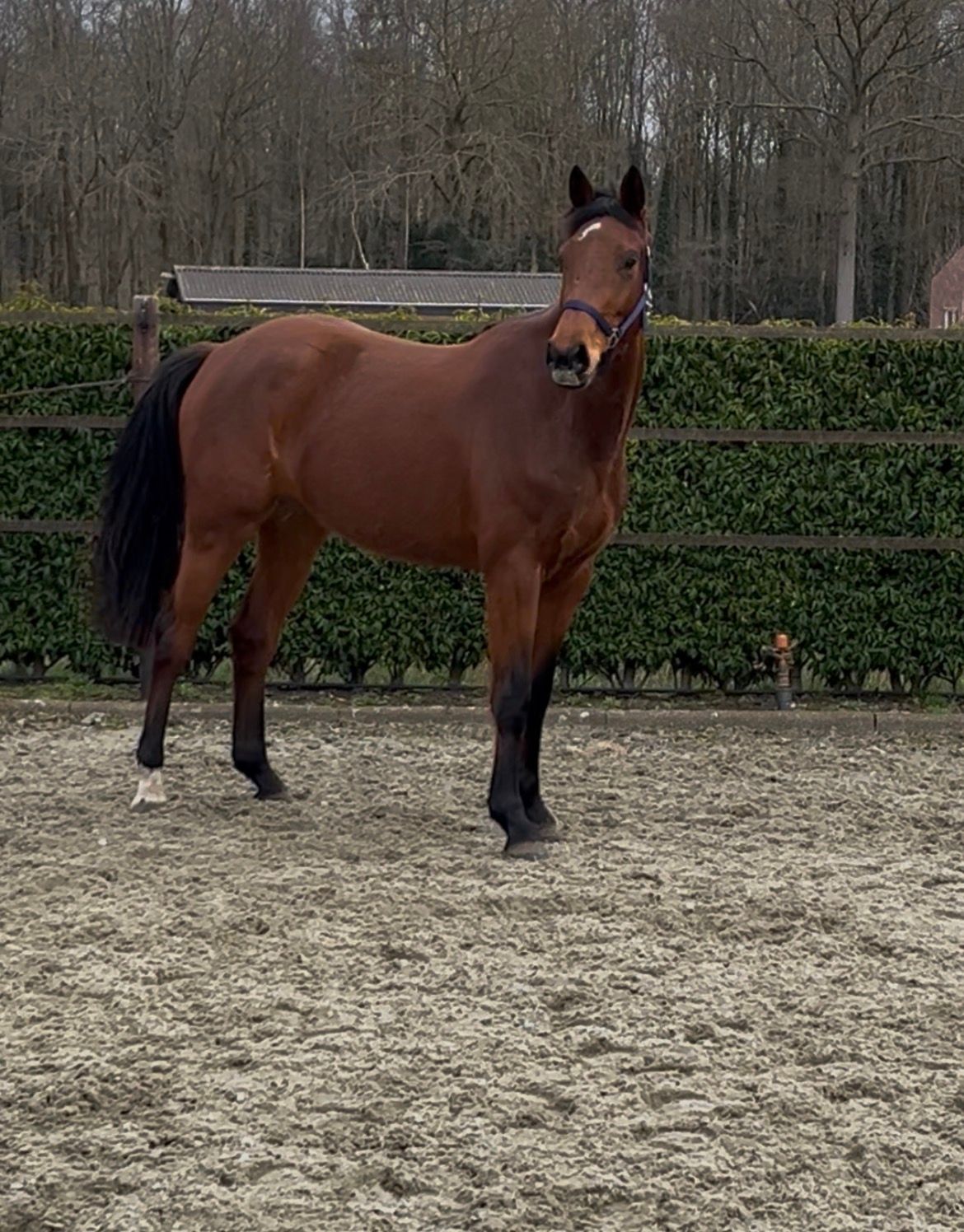 kwpn springpony merrie 3 歳 bruin 売り出し中 - 写真 4