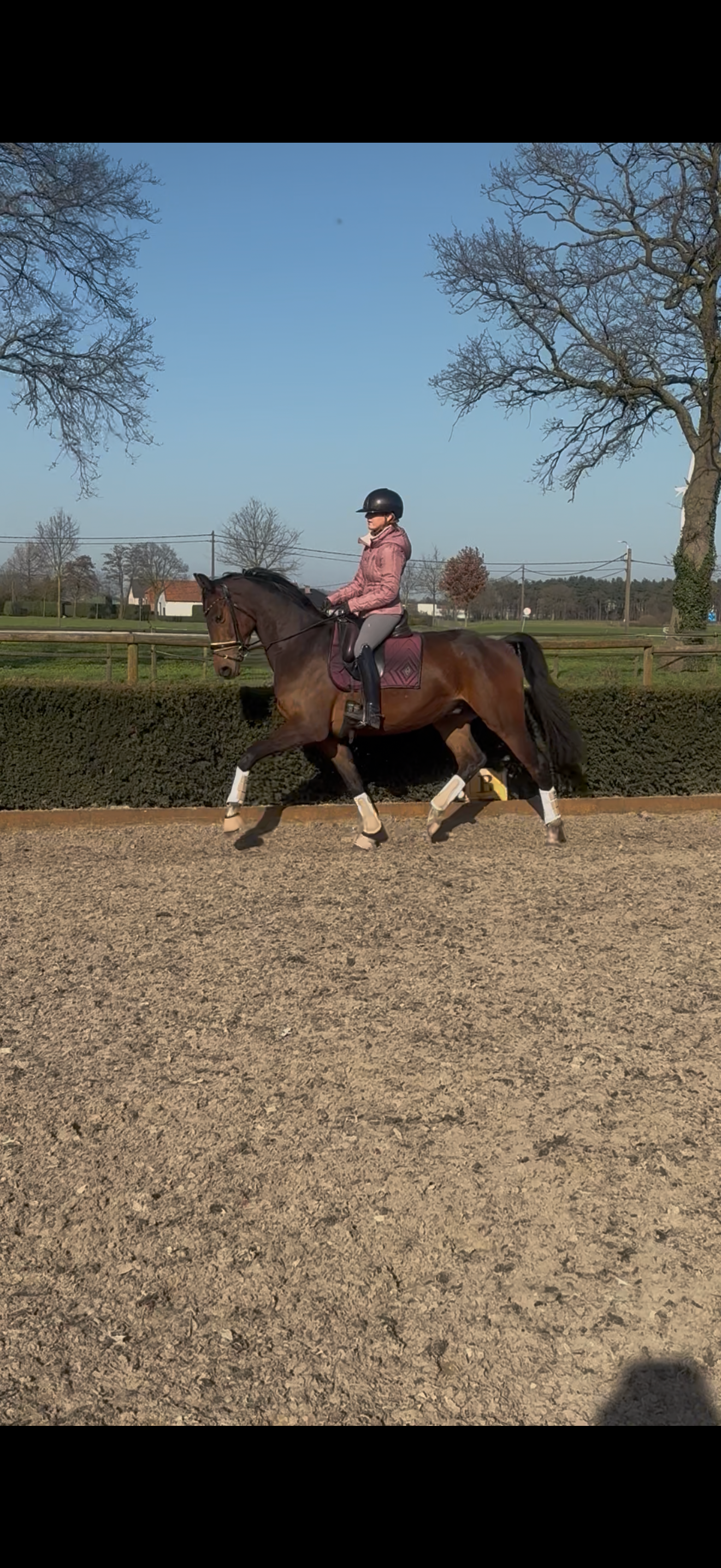 kwpn dressuurpaard ruin 3 years old bruin for sale - Main photo