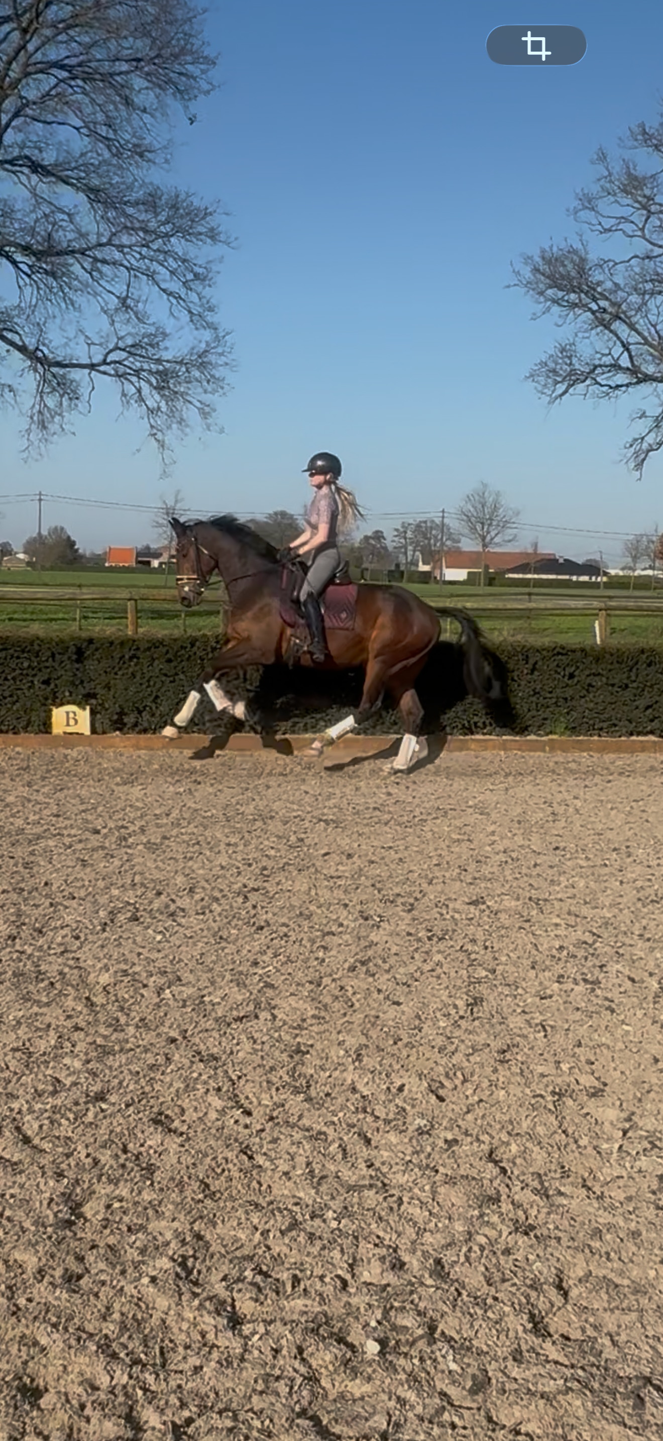 kwpn dressuurpaard ruin 3 years old bruin for sale - Photo 2