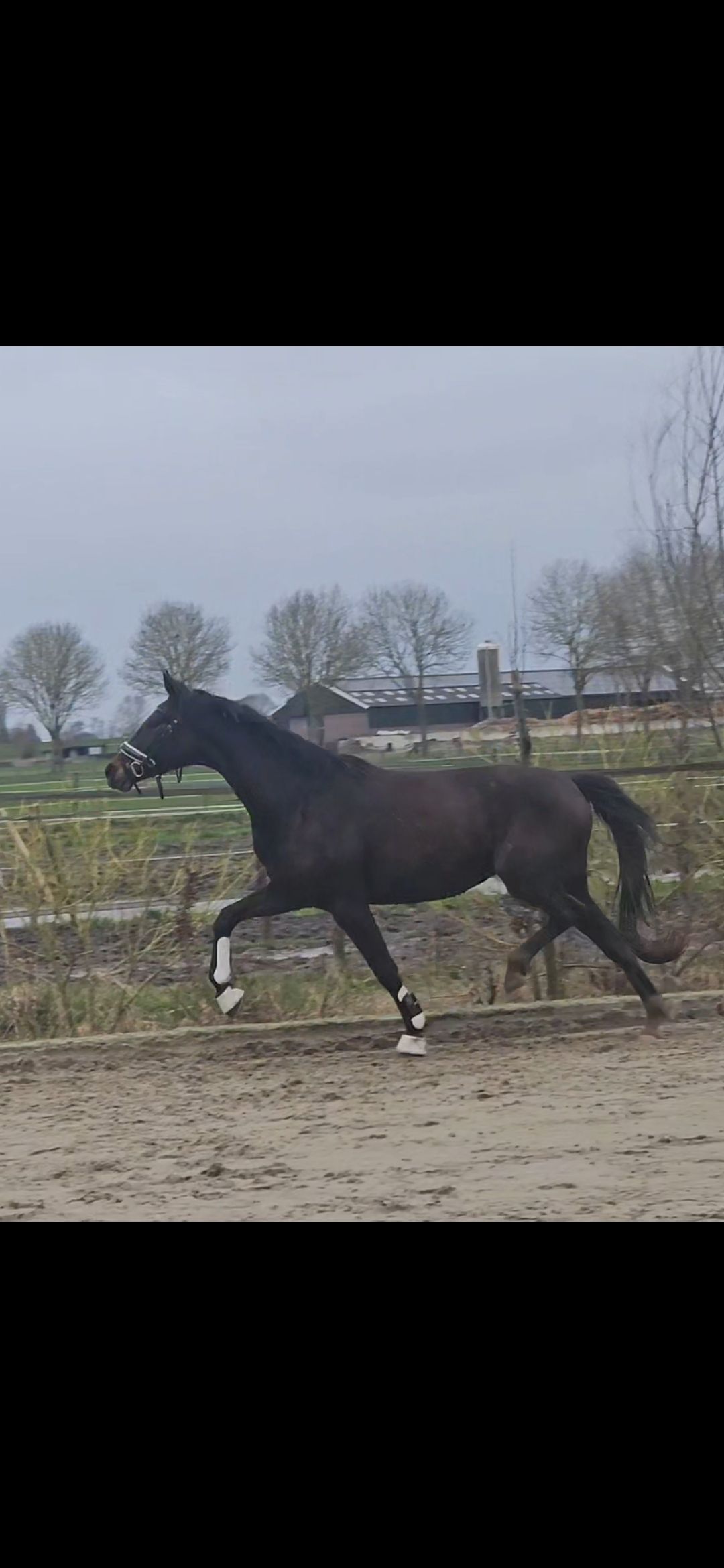 KWPN dressuurpaard Merrie 3 jaar Donkerbruin te koop - Foto 4