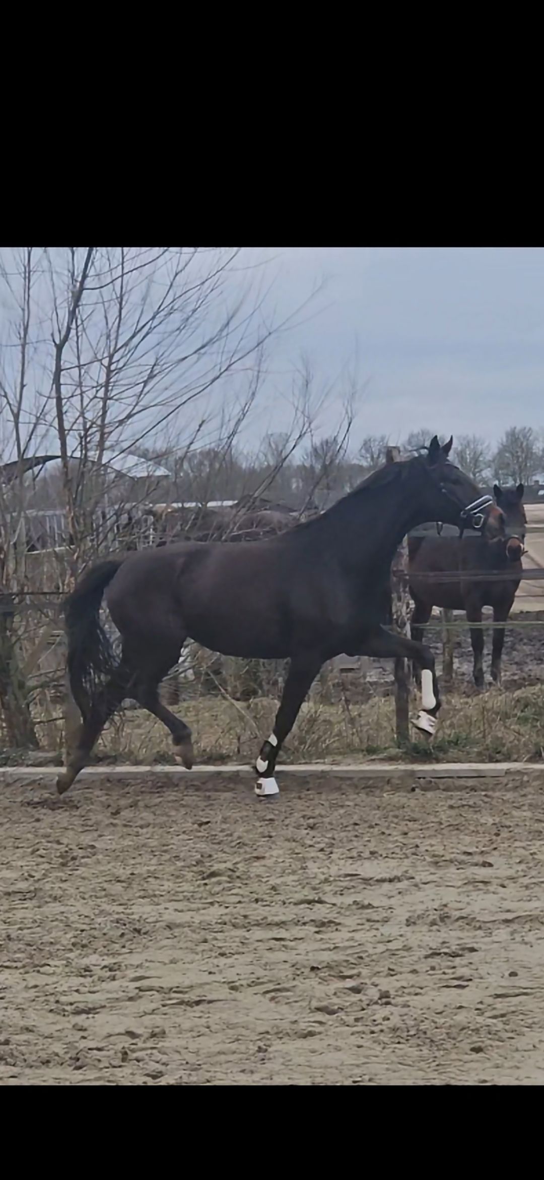 KWPN dressuurpaard Merrie 3 jaar Donkerbruin te koop - Foto 5