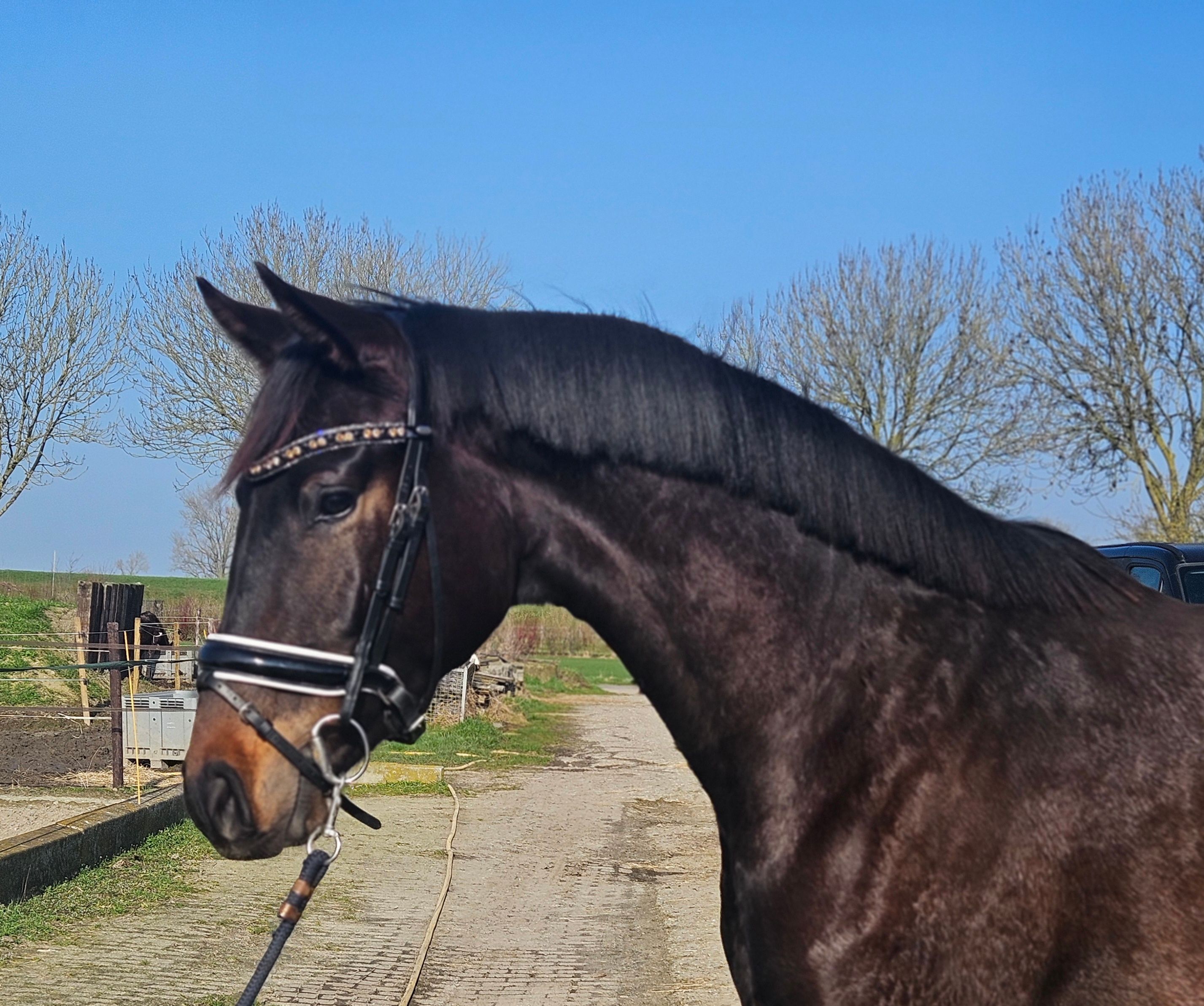 KWPN dressuurpaard Merrie 3 jaar Donkerbruin te koop - Foto 2